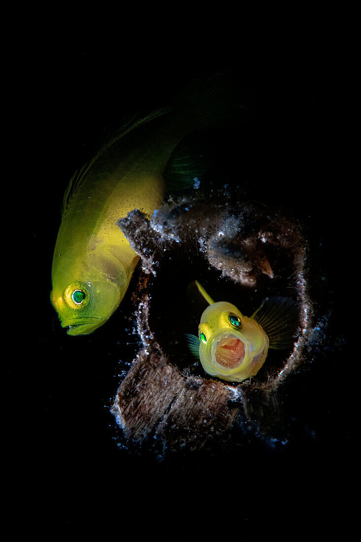 Two yellow pygmy-gobies (Lubricogobius exiguus) in their wooden shelter, Philippines
