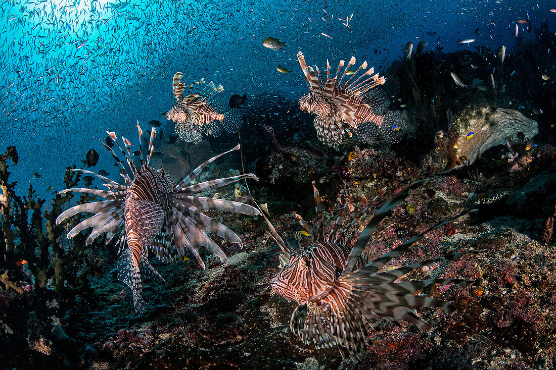 School of lionfish (Pterois sp.) in the tropical waters of Misool, Indonesia