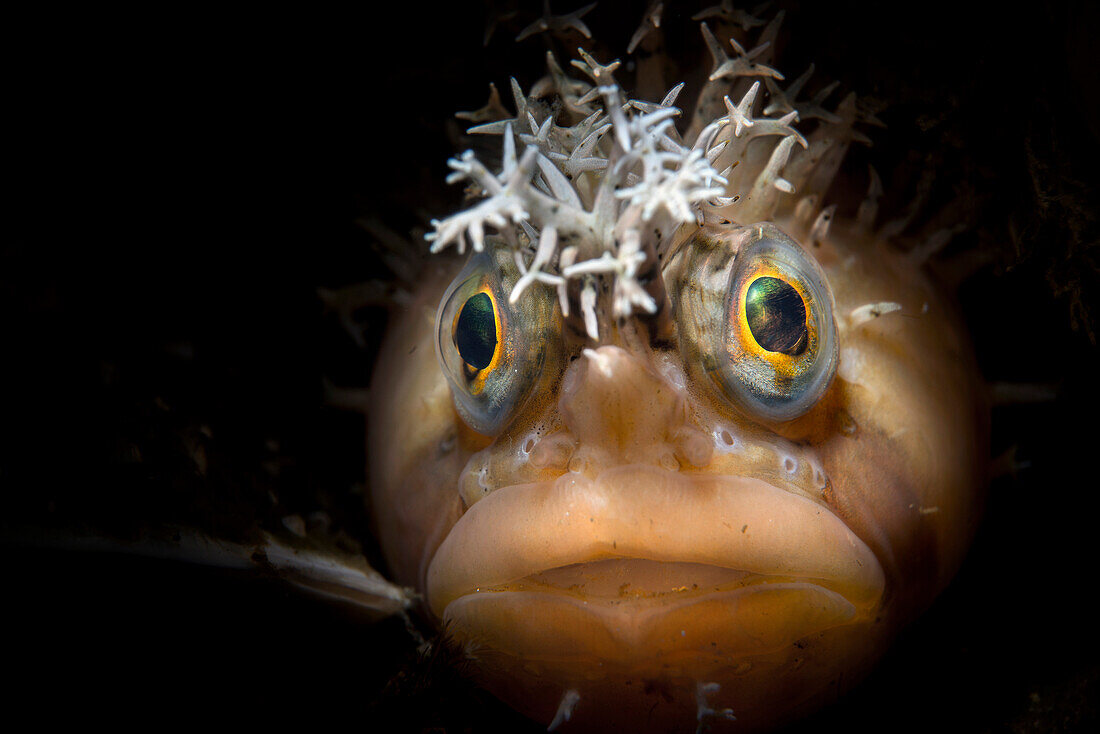 Decorated warbonnet (Chirolophis decoratus), a fish in the same order of Perciformes as mediterranean blennies. Together with the wolf eel and the ratfish, it is a symbol of the Pacific Northwest marine wildlife.