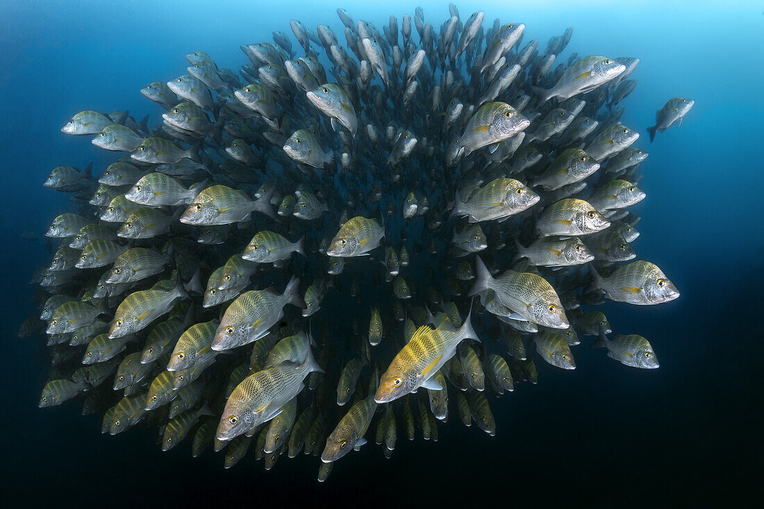 Große Ansammlung von Fischen in den Gewässern des Cabo Pulmo Marine National Park, wo die marine Biomasse seit der Gründung des Parks exponentiell zugenommen hat, Baja California Sur, Mexiko