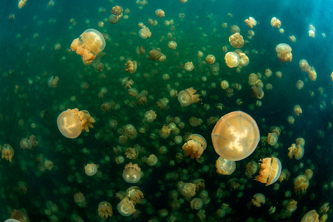 Golden jellyfish (Mastigias papua) of Jellyfish Lake, on the island of Eil Malk (Republic of Palau, Micronesia).