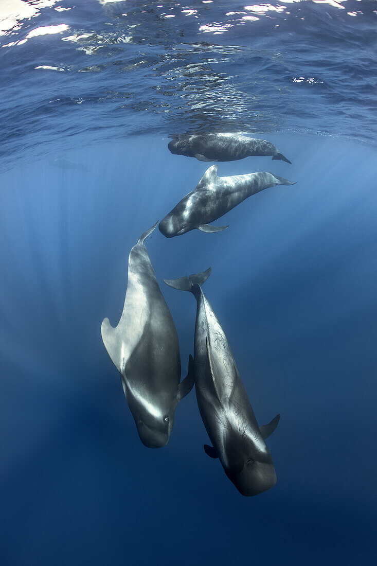 A group of Gray's pilot whales (Globicephala macrorhynchus) swims in the waters of Tenerife, Spain
