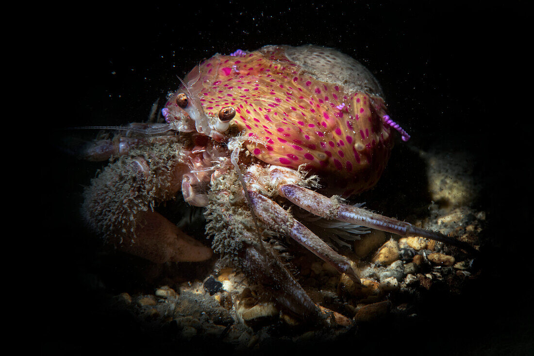 Pagurus prideaux Krabbe, die in Symbiose mit der Seeanemone Adamsia palliata lebt, Numana, Italien