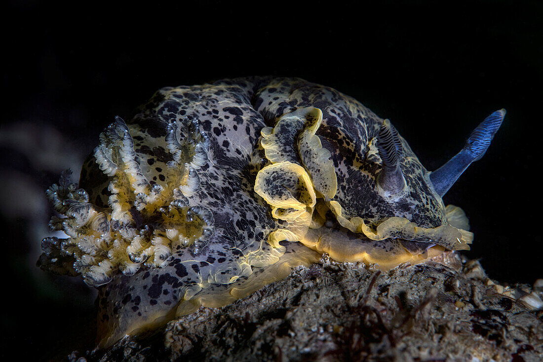 Dendrodoris limbata Nacktschnecke, Numana, Italien