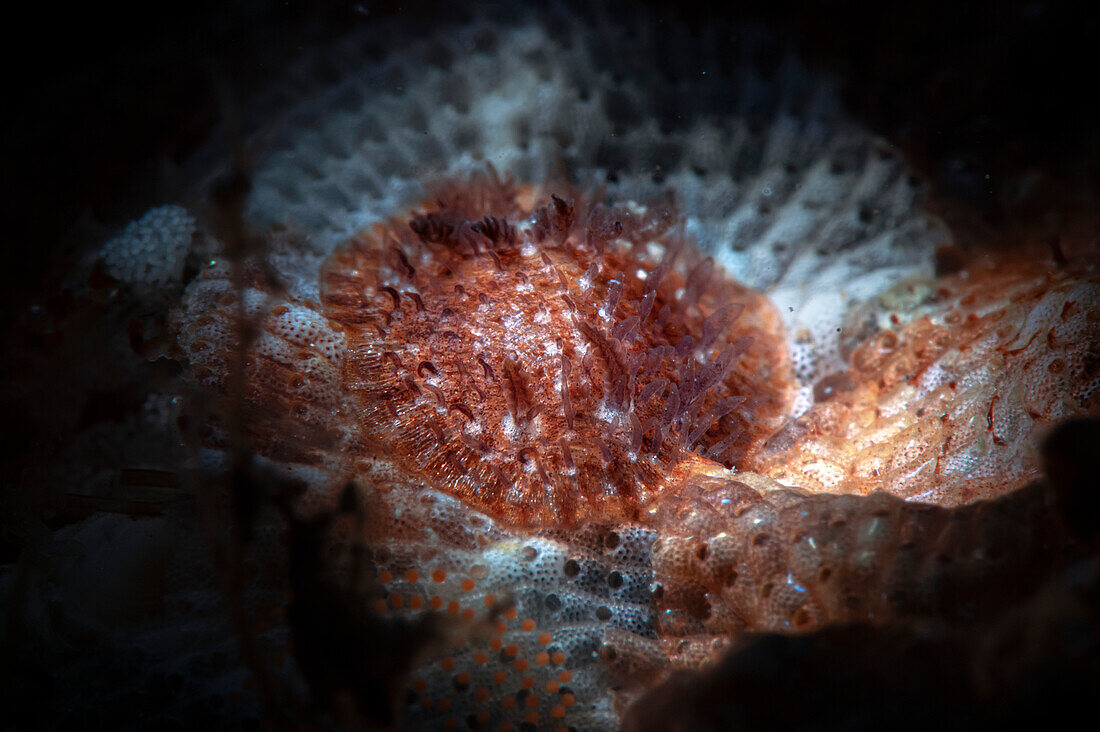 Knoutsodonta neapolitana Nacktschnecke auf Schizobrachiella sanguinea Bryozoen, Numana, Italien