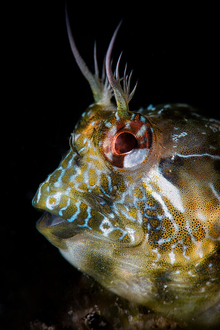 Schleimfisch Parablennius incognitus, Numana, Italien