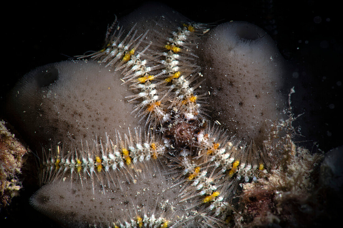 Brittle star on sponge, Numana, Italy