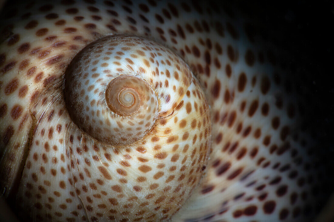 Fly-specked moon snail, Numana, Italy