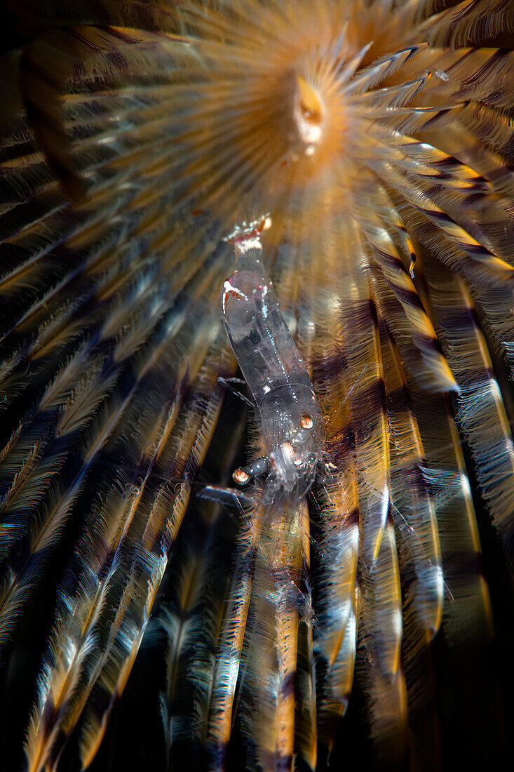 Periclimenes scriptus shrimp on a Sabella spallanzanii fan worm, Numana, Italy