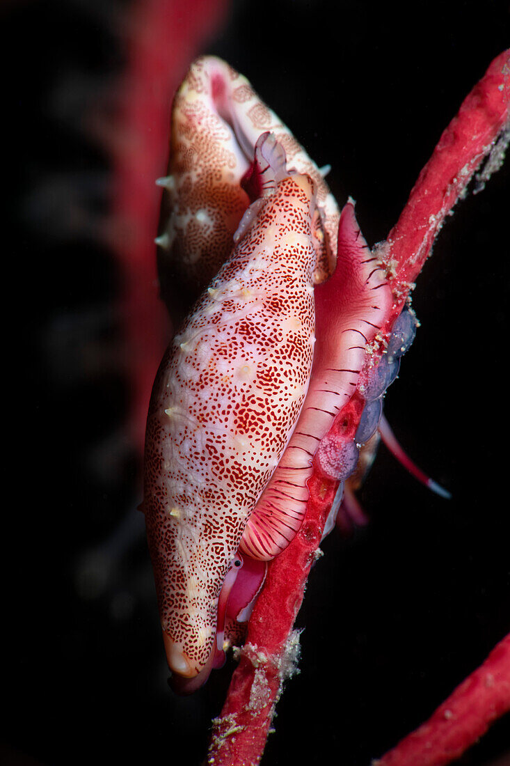 Couple of Simnia spelta sea snail laying eggs on Leptogorgia sarmentosa gorgonian, Numana, Italy