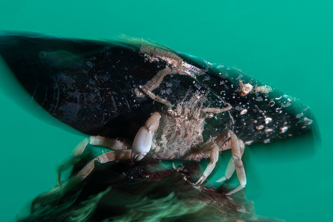 Krabbe Ethusa mascarone bringt Muschelschale mit, Numana, Italien