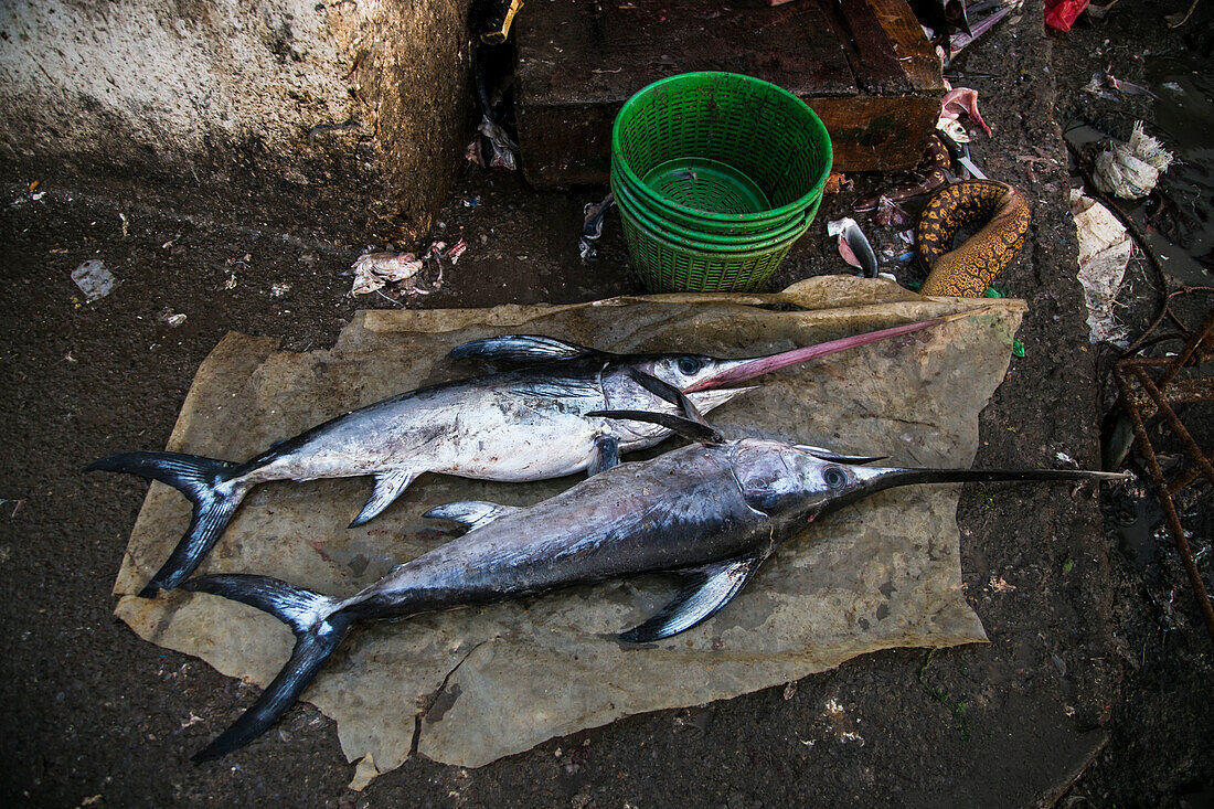 Zwei Schwertfische im Hafen von Essaouira, wenn die Fischkutter am Nachmittag ankommen