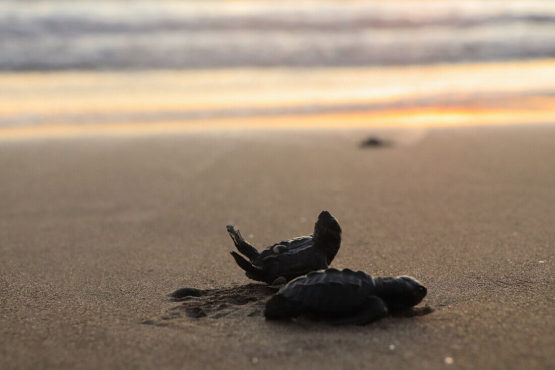 Couple of new born turtles being released on Jiquilillo beach, Nicaragua