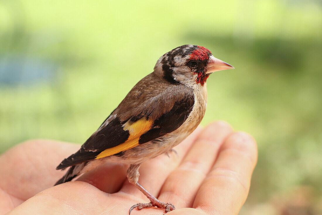 European goldfinch on a hand, Ainzon, Spain