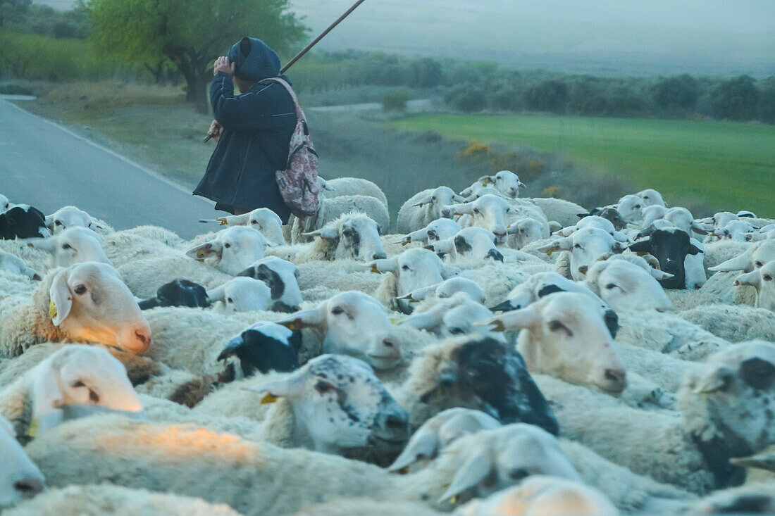 Shepherd crossing road with flock of sheep in foggy day, Zaragoza, Aragon, Spain