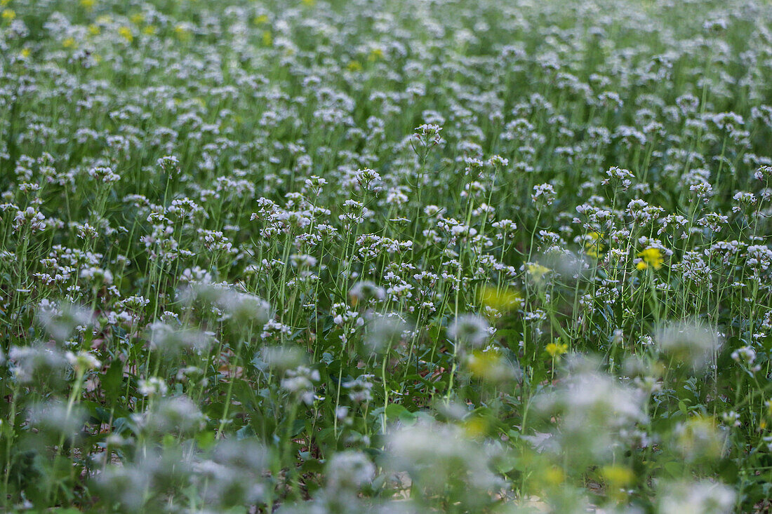 Flower field in Ainzon, Zaragoza, Aragon, Spain