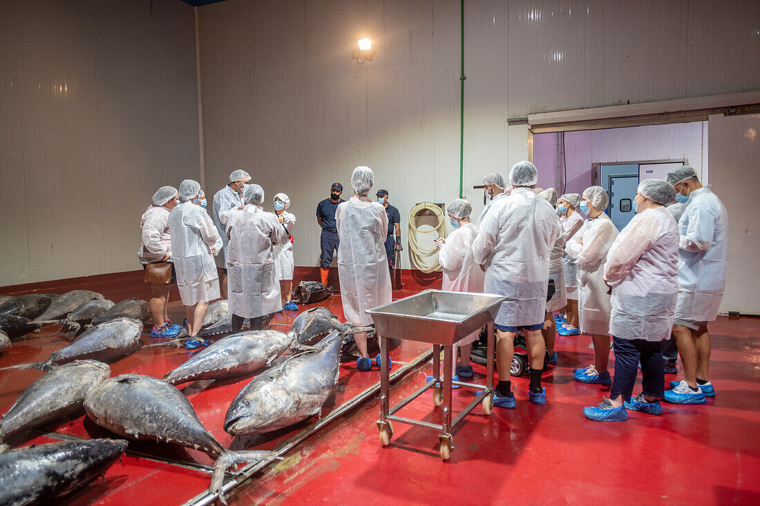 Schneiden und Vorbereiten von Fisch für den Konservierungsprozess, Fischkonservenfabrik (USISA), Isla Cristina, Spanien