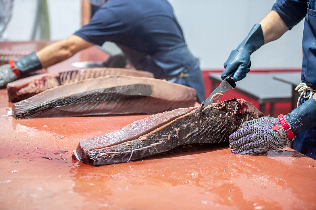 Cutting and prepping fish for canning process, Fish canning factory (USISA), Isla Cristina, Spain