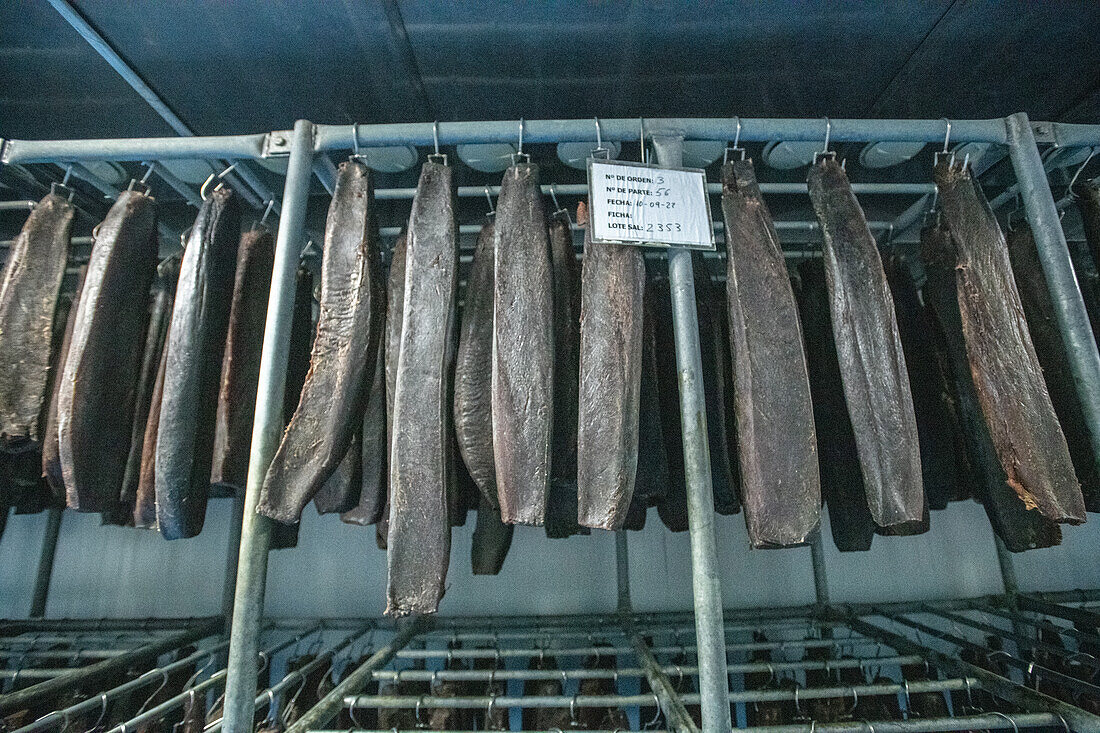 Trocknen von Fischfilets, Fischkonservenfabrik (USISA), Isla Cristina, Spanien