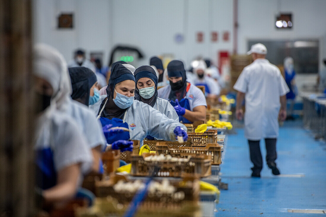 Frau am Fließband, die den Fisch von Hand säubert, bevor er in die Dose kommt, Fischkonservenfabrik (USISA), Isla Cristina, Spanien