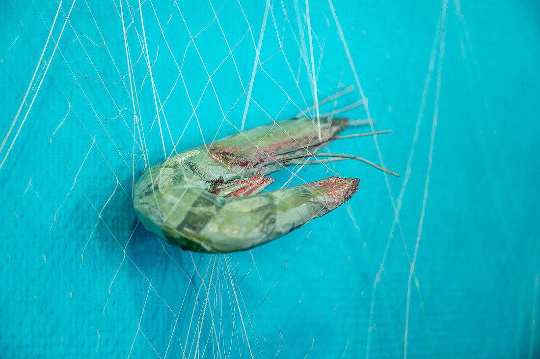 Prawn in net, Fishing port, Punta Umbria, Spain