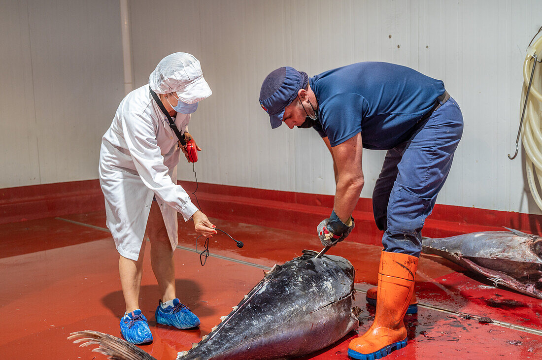 Schneiden und Vorbereiten von Fisch für den Konservierungsprozess, Fischkonservenfabrik (USISA), Isla Cristina, Spanien