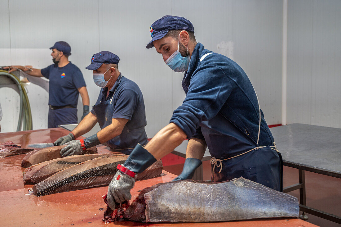 Cutting and prepping fish for canning process, Fish canning factory (USISA), Isla Cristina, Spain