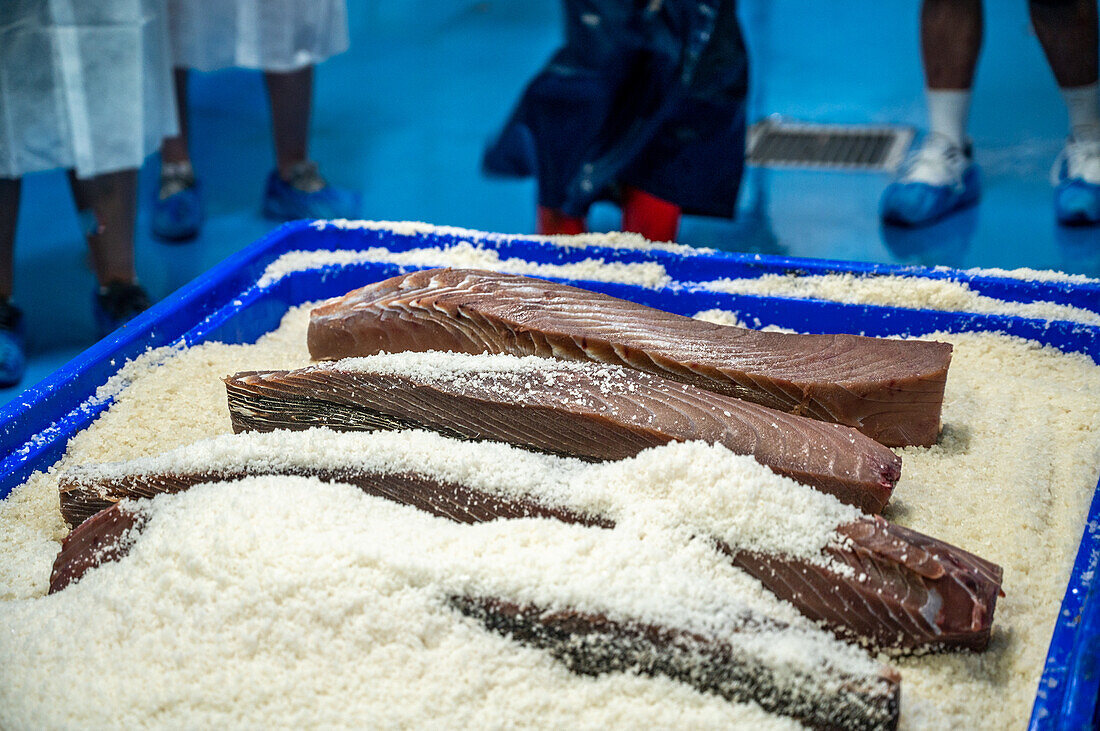 Cutting and prepping fish for canning process, Fish canning factory (USISA), Isla Cristina, Spain