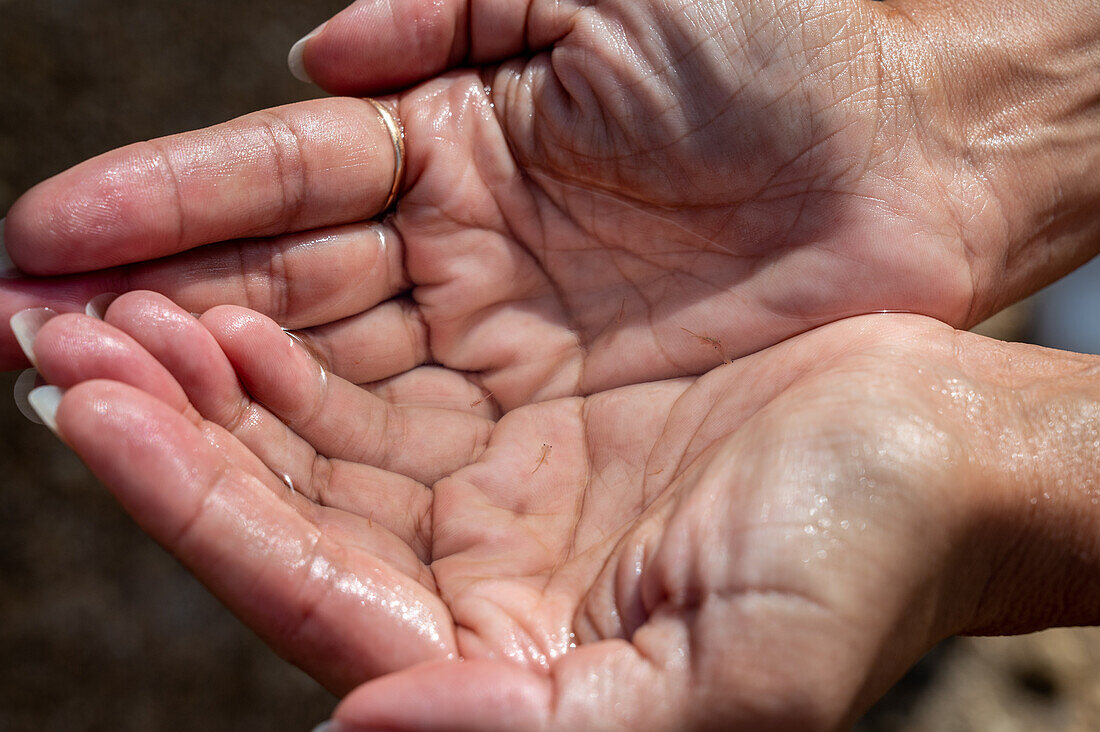 Seeaffenorganismen aus salzigem Wasser in den Salzwiesen, Isla Cristina, Spanien