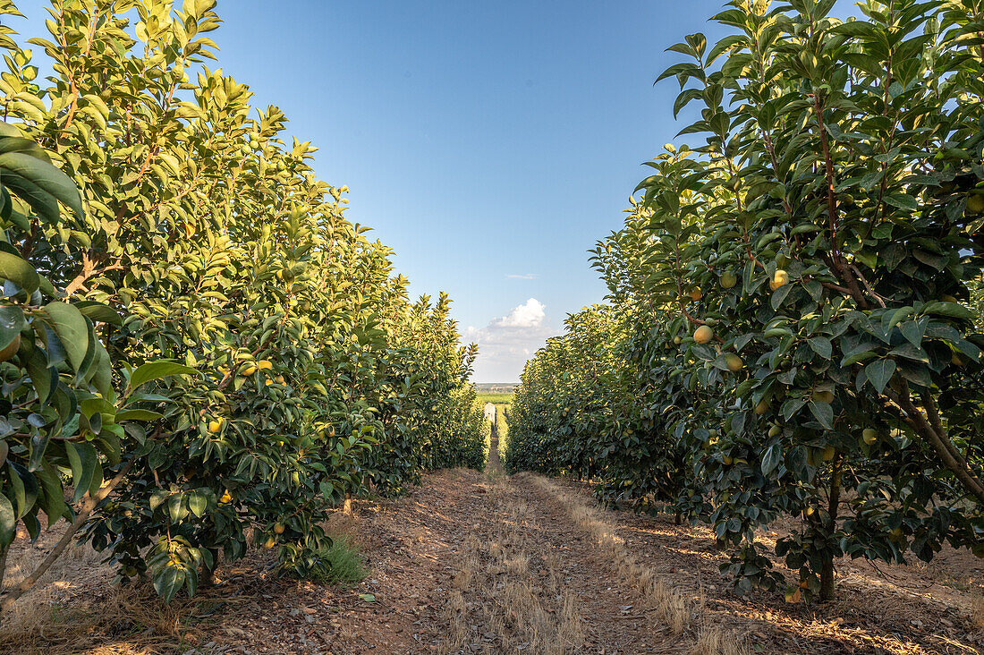 Genossenschaft für Getreide und Zitrusfrüchte, Puerto Gil, Spanien