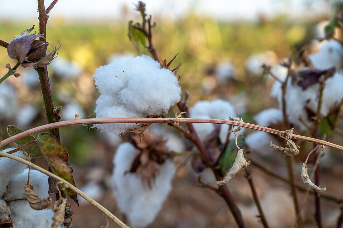 Cereal and citrus cooperative, Puerto Gil, Spain