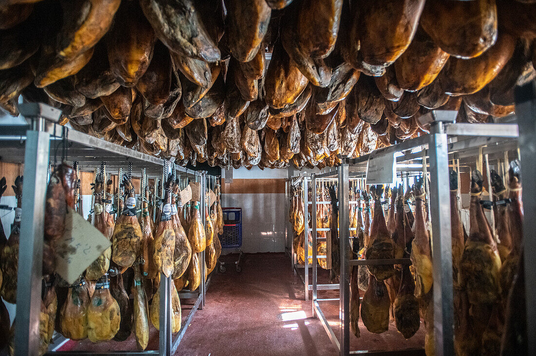 Production of iberian ham (cured ham), Puerto Gil, Spain