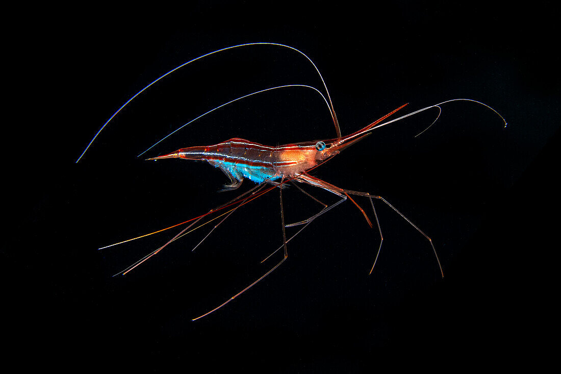 A beautiful narwal shrimp (Plesionika narval) swims calm in the water column during a night dive; the shrimp is full of eggs, with their characteristic blue color