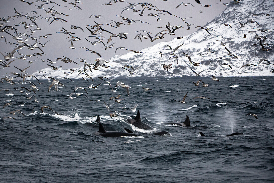 Möwen und Schwertwale jagen Sardinenschwärme, Norwegen