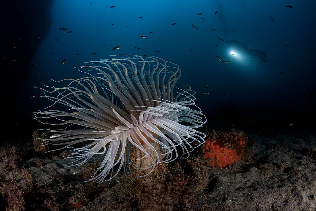 Die berühmte Röhrenanemone auf dem Meeresgrund des Tauchplatzes "La Montagna" in Scilla, Italien