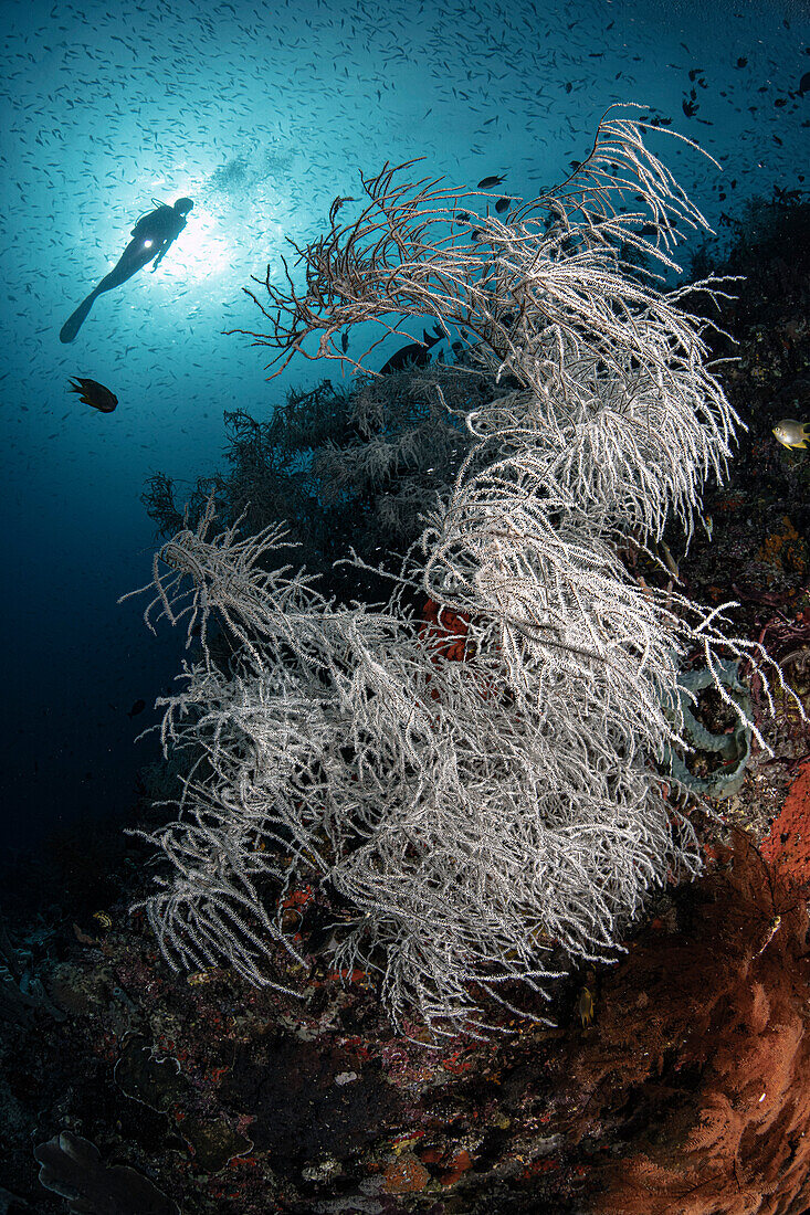 Diver in coral reef, Raja Ampat