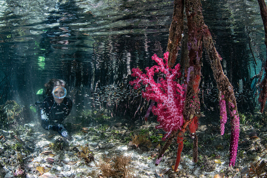 Mangrove and soft coral