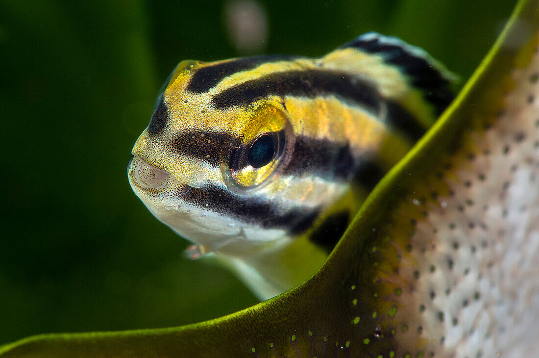 Gesäumter Fangblenny Porträt