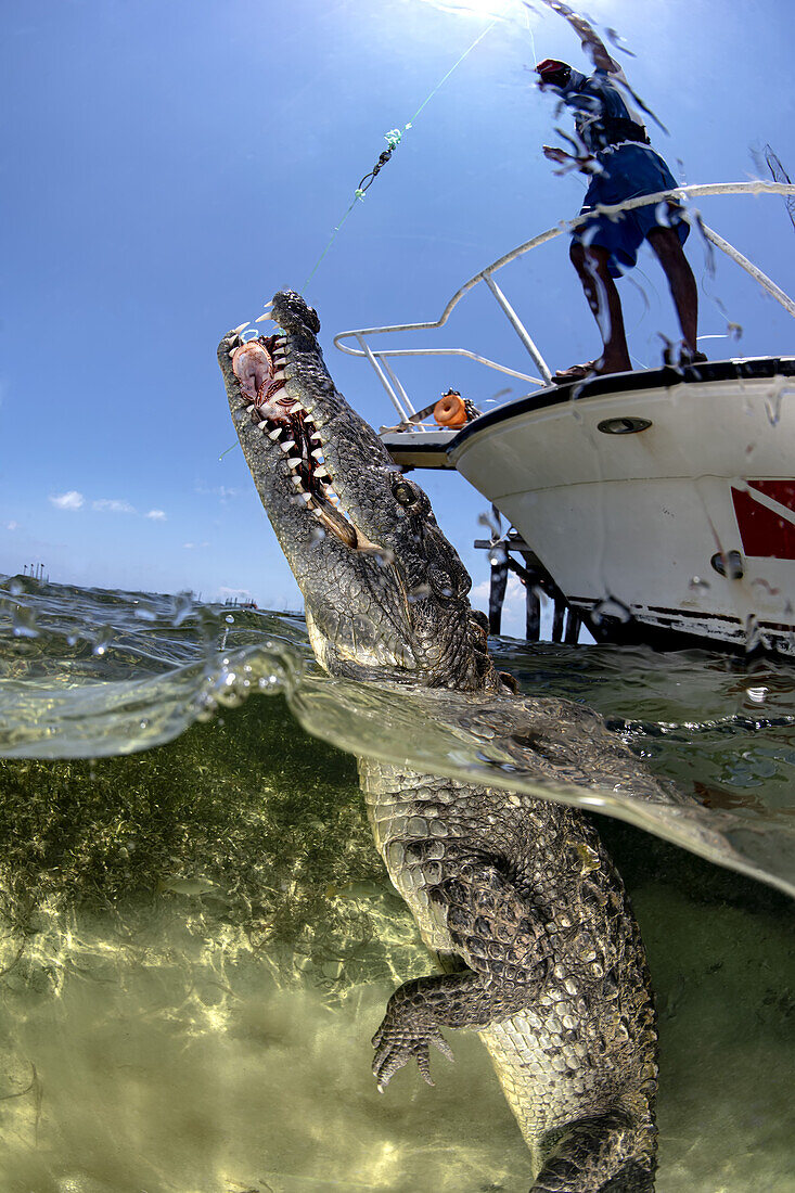 Ein amerikanisches Krokodil (Crocodylus acutus) in den flachen Gewässern von Banco Chinchorro, einem Korallenriff an der südöstlichen Küste der Gemeinde Othon P. Blanco in Quintana Roo, Mexiko.