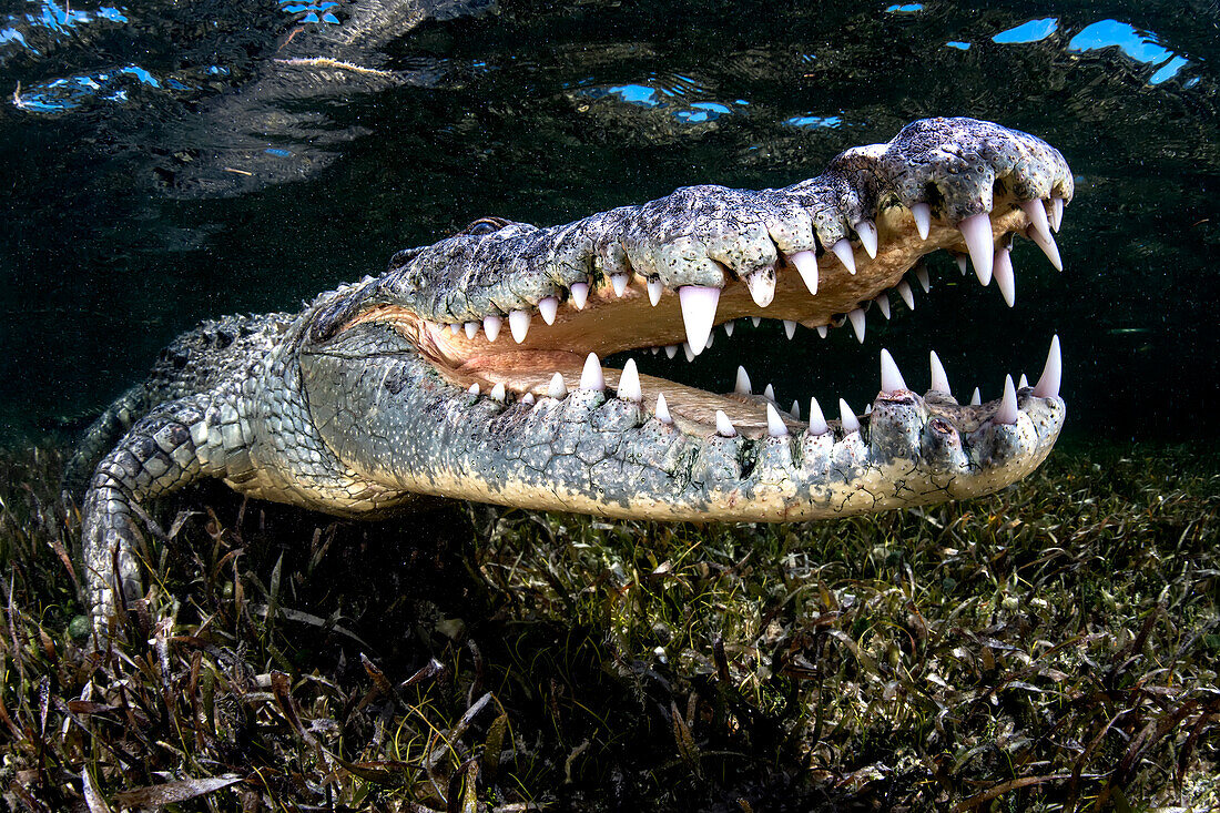 An american crocodile (Crocodylus acutus) in the shallow waters of Banco Chinchorro, a coral reef located off the southeastern coast of the municipality of Othon P. Blanco in Quintana Roo, Mexico.