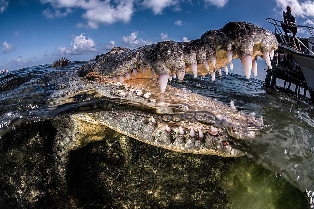 An american crocodile (Crocodylus acutus) in the shallow waters of Banco Chinchorro, a coral reef located off the southeastern coast of the municipality of Othon P. Blanco in Quintana Roo, Mexico.