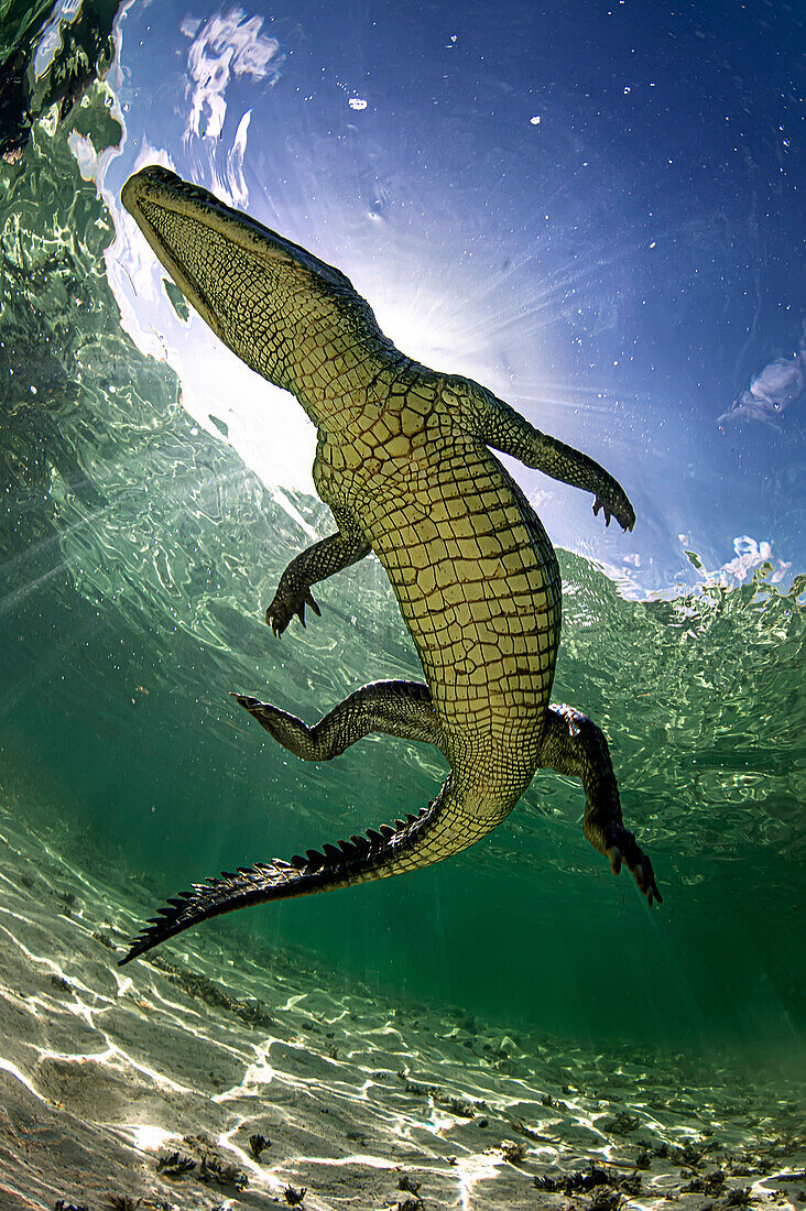 Ein amerikanisches Krokodil (Crocodylus acutus) in den seichten Gewässern von Banco Chinchorro, einem Korallenriff vor der Südostküste der Gemeinde Othon P. Blanco in Quintana Roo, Mexiko.