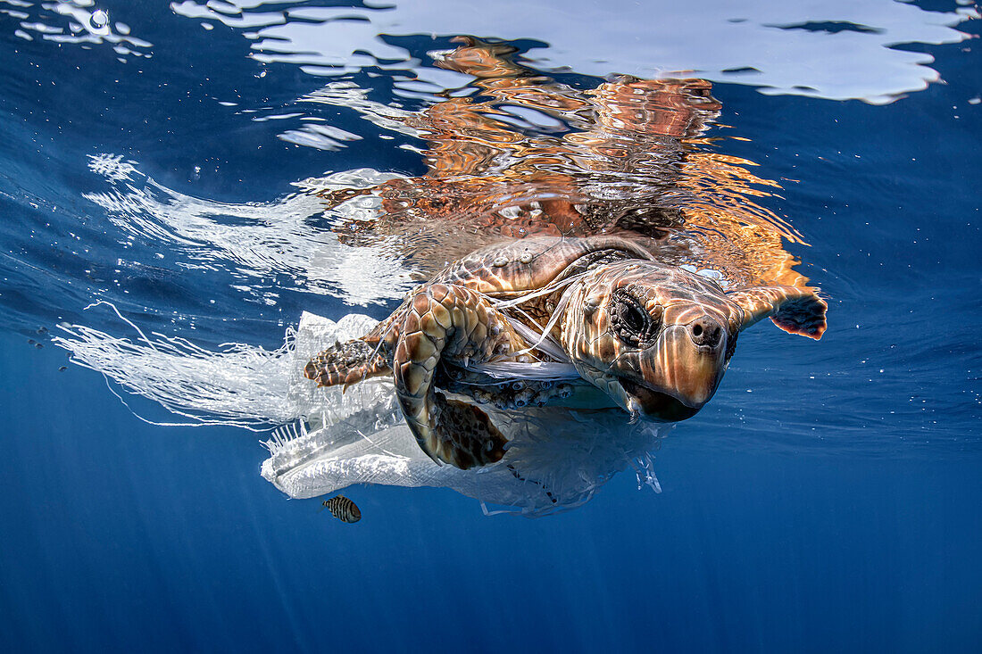 Schildkröte in einer Plastiktüte verheddert