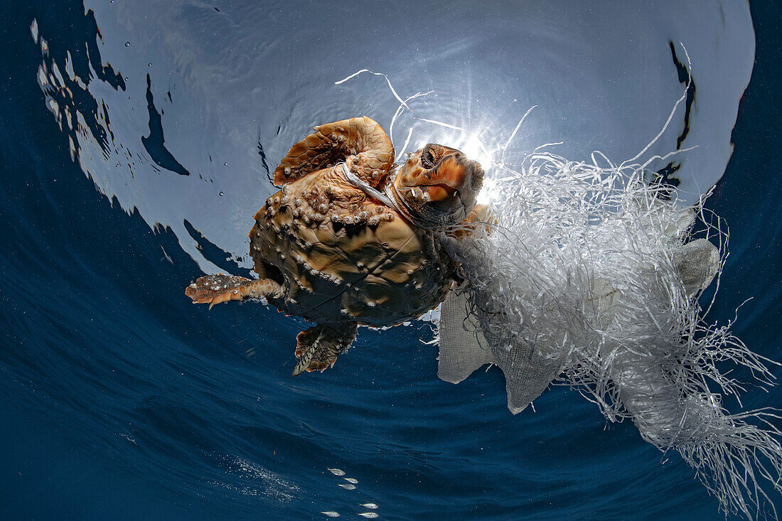 Turtle entangled in a plastic bag