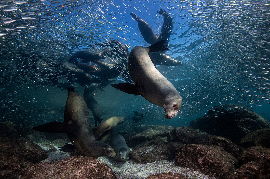 Verspielte Seelöwen in Los Islotes, Baja California