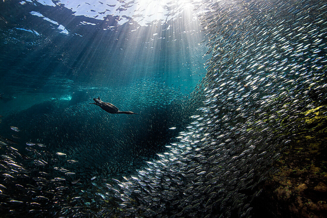 Kormorane jagen Sardinen in Mexiko