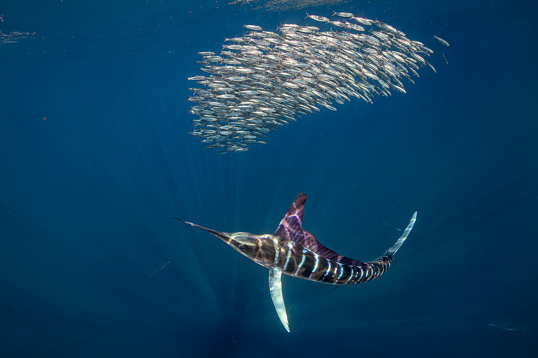 Striped marlin chasing a ball of mackerel fish, Mexico