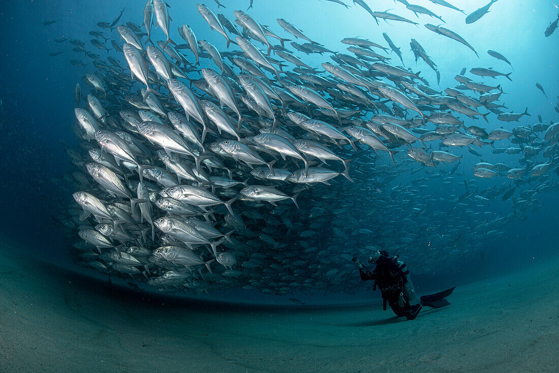 A diver admires in awe a big aggregation of jack fish in the waters of Cabo Pulmo Marine National Park, where marine biomass has increased exponentially since the marine park was established in 1995