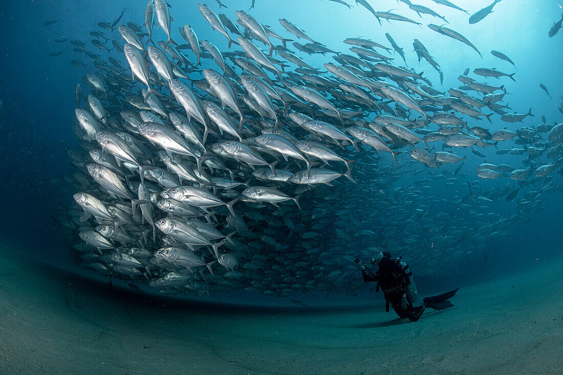 Ein Taucher bewundert eine große Ansammlung von Stachelmakrelen in den Gewässern des Cabo Pulmo Marine National Park, wo die marine Biomasse seit der Gründung des Parks im Jahr 1995 exponentiell zugenommen hat.