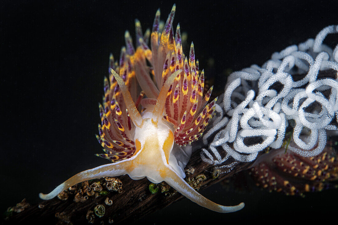 Godiva quadricolor nudibranch with eggs